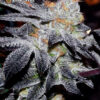 Auto Girl Scout Cookies Seeds